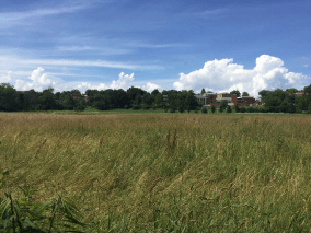 Paisagem de um campo aberto com árvores verde escuras no horizonte e céu azul com núvens